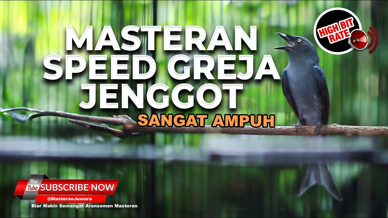 🔴Masteran Kasar Greja Tarung Speed Rapat Materi Srigunting Abu Abu Gacor Full Isian