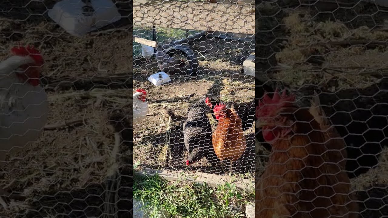 VOLVEMOS CON UN GALLINERO ! PARTE 1