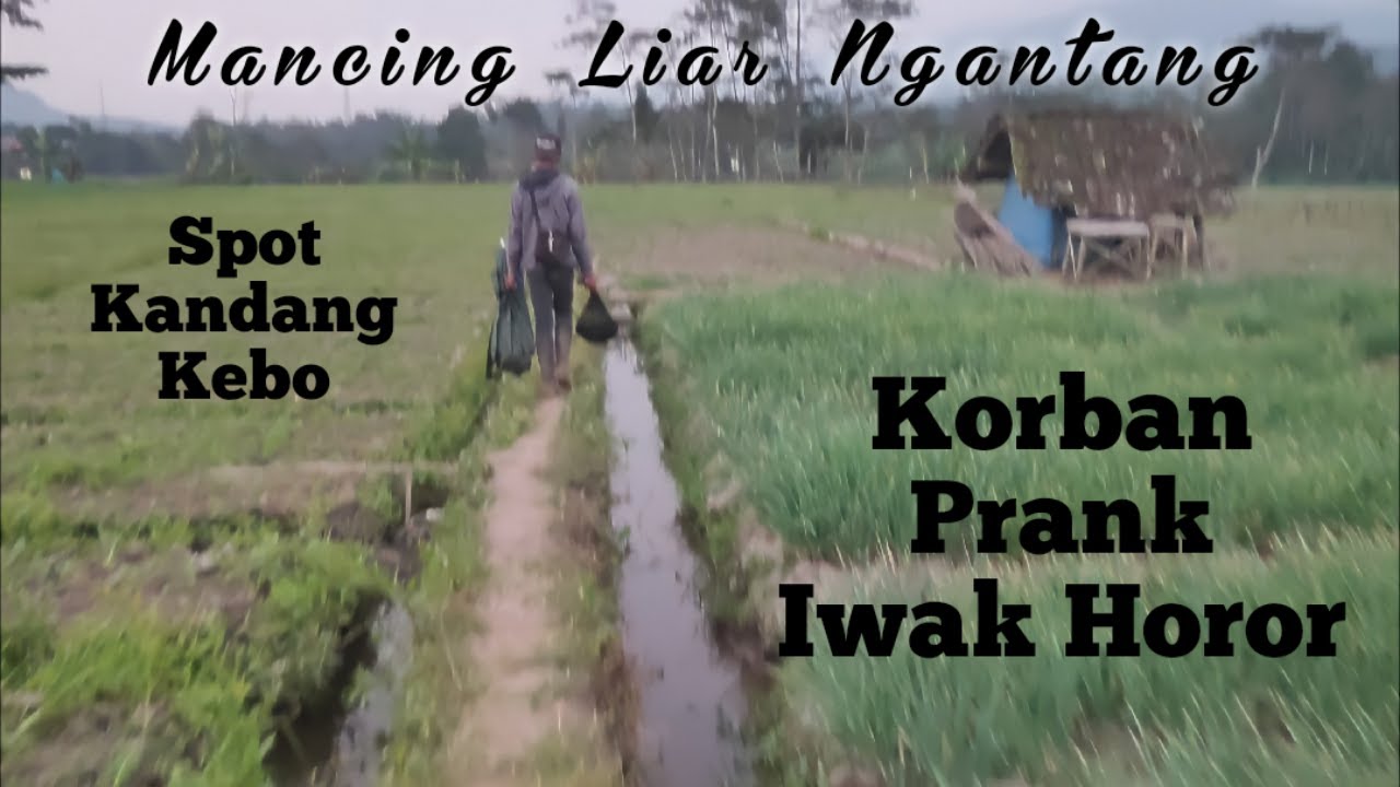 Korban Prank Iwak Horor lurrr | Spot Kandang Kebo | Mancing Liar Ngantang