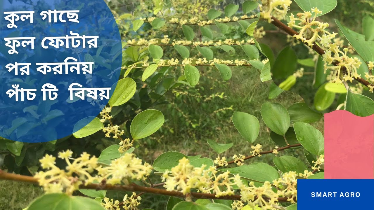 কুল গাছে সম্পূর্ণ ফুল আসার পর করণীয় গুরুত্বপূর্ণ ৫ টি বিষয়।5 important tips to do after flowering….