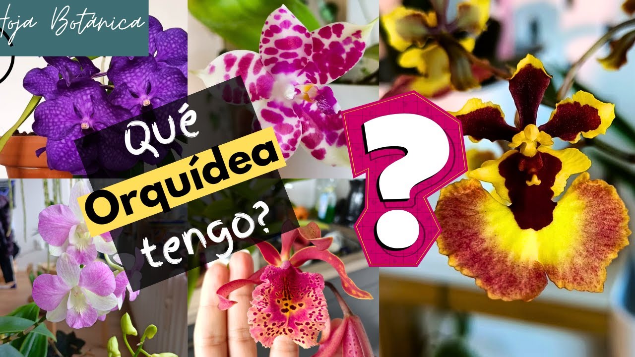 🌸 ¿Qué Orquídea es Esta? 🔎 Guía para Identificar la Tuya