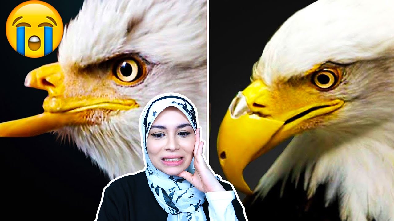 حيوانات طلبت المساعدة من البشر!!!🌜😱👽