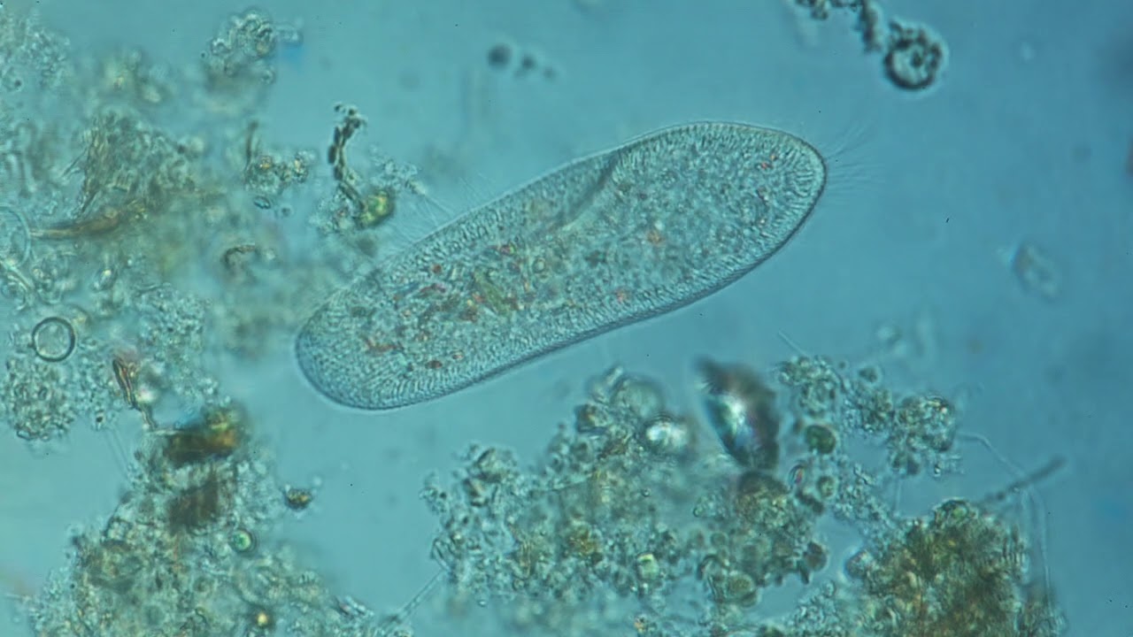 Paramecium