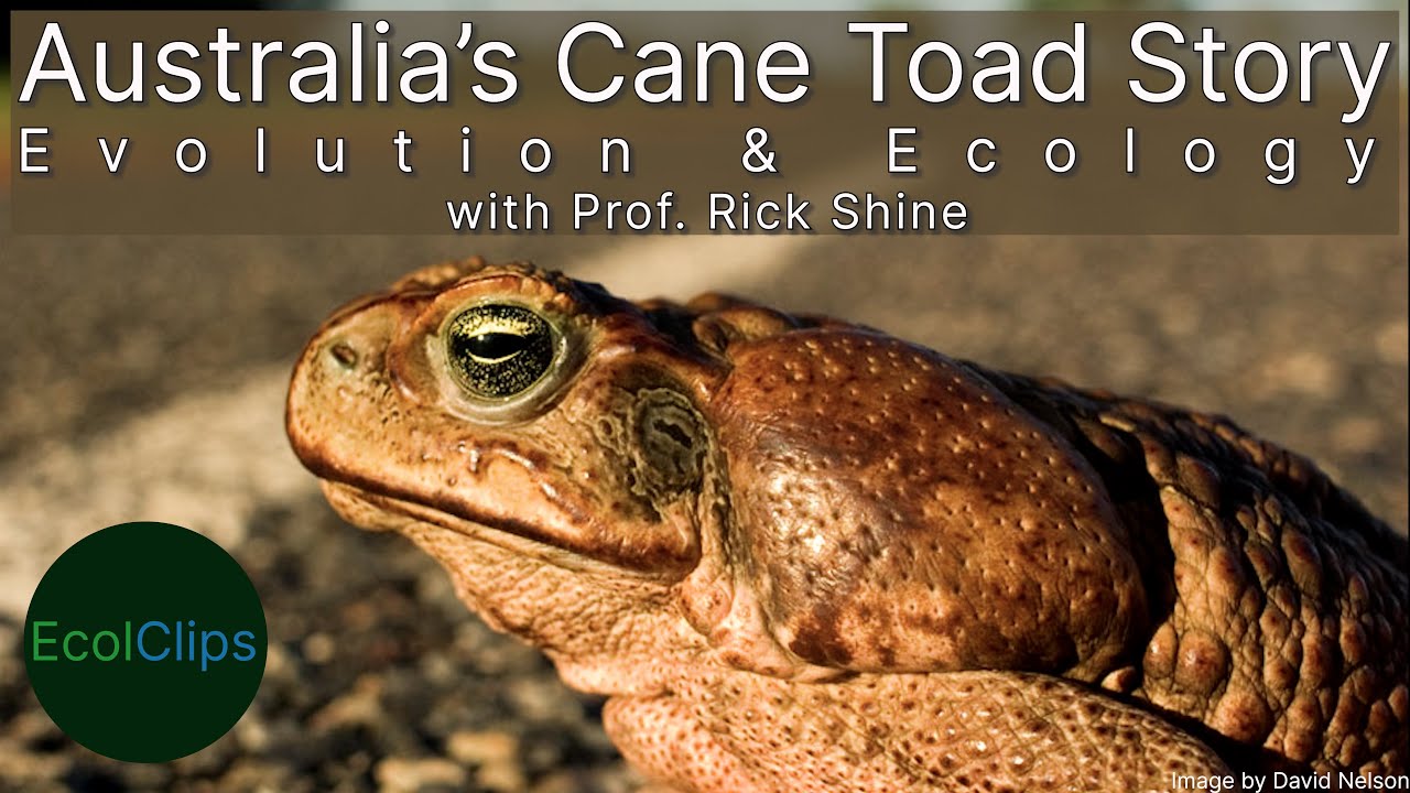 Australia’s Cane Toad Story: Evolution & Ecology with Prof. Rick Shine | EcolClips