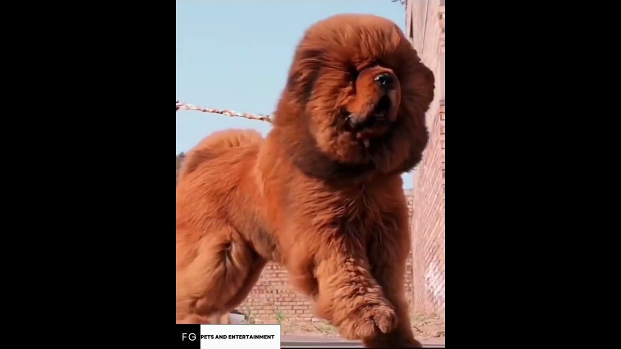 Types of Tibetan Mastiffs🔥