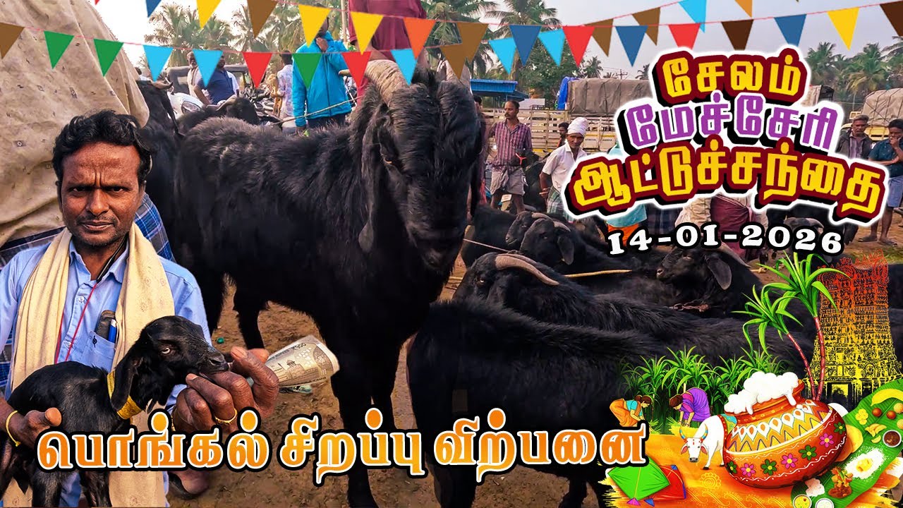 14.01.2026 🐐சேலம் மேச்சேரி ஆட்டுச்சந்தை  விலை அப்டேட்🔥 | SALEM MECHERI ATTUSANTHAI PRICE UPDATE!