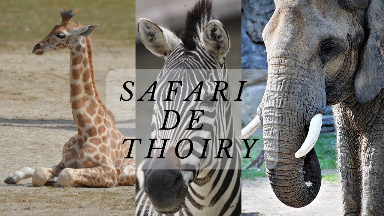 Safari de Thoiry