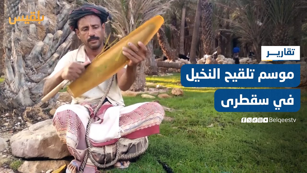 كاميرا بلقيس ترصد موسم تلقيح النخيل والتحديات التي يواجهها المزارعون في سقطرى | تقرير: أحمد القيسي