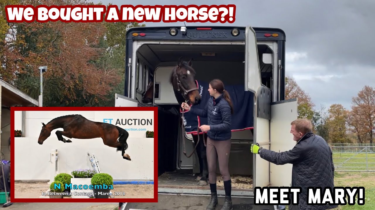 WE BOUGHT A NEW HORSE?! - Meet Mary!