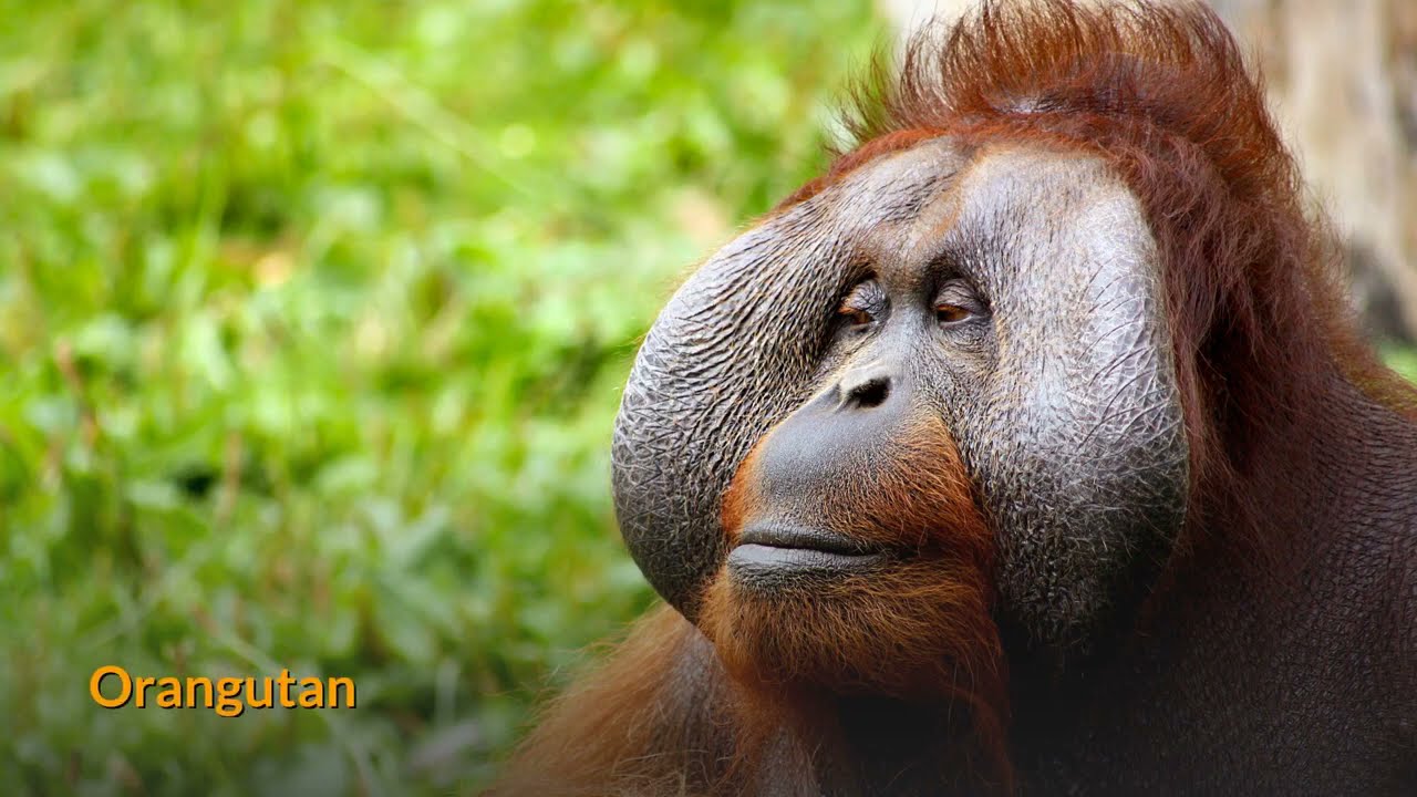 Orangutan is the most intelligent non-human primates!