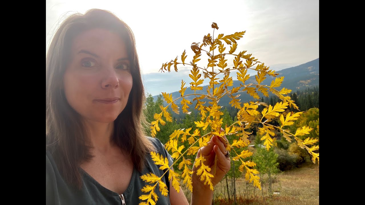 Rare Mountain Plant Fights Viruses and Strengthens Lungs -Meet Osha