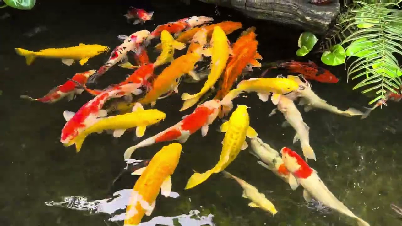 A beautiful group of koi fish #automobile #koi #fish #koifish