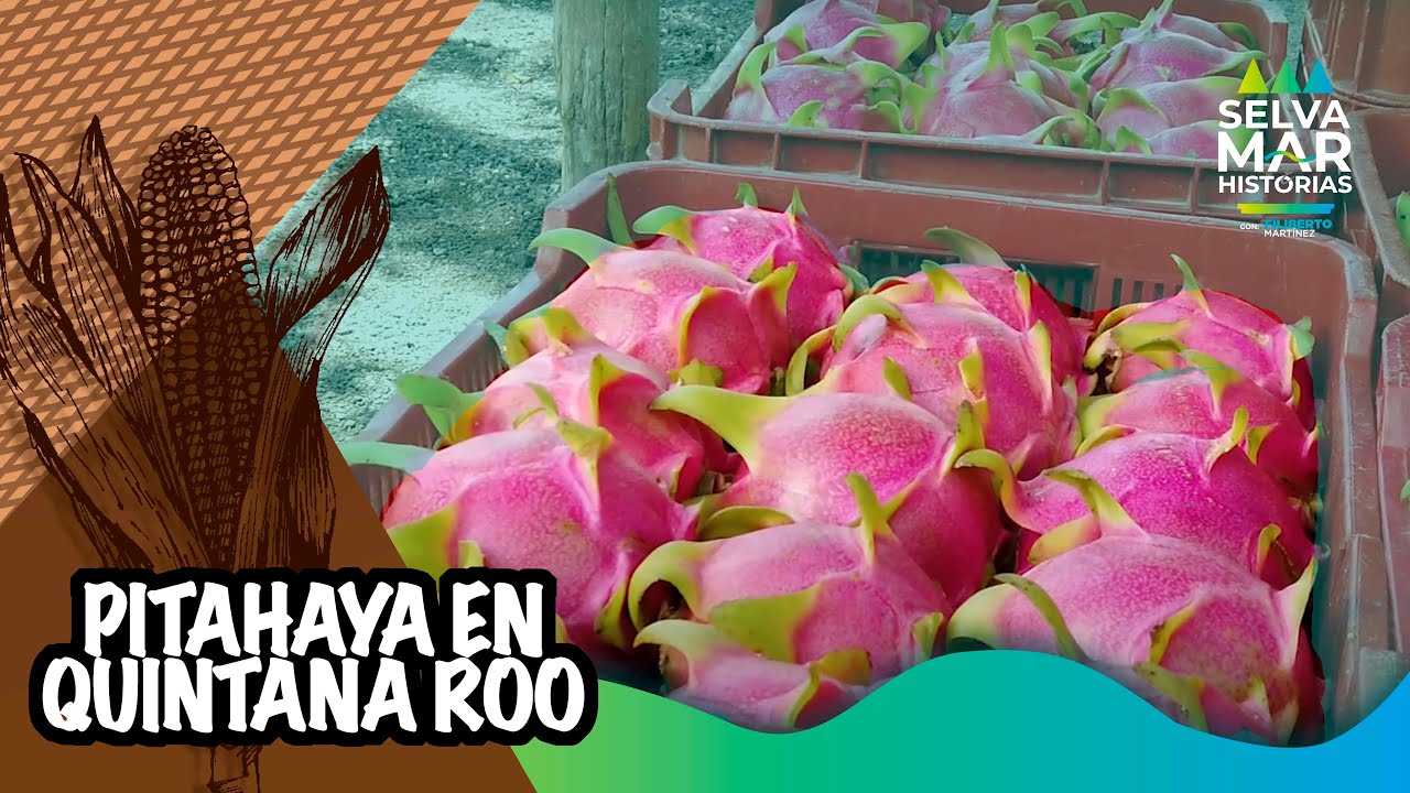 La colorida cosecha de PITAHAYA la FRUTA DEL DRAGÓN | Filiberto Martínez