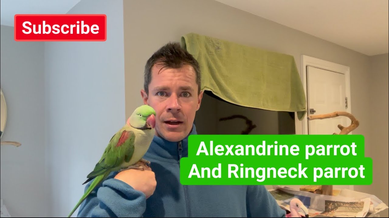 Parrot video /alexandrine parrot #parrotvideos -#parrottraining #alexandrineparakeet