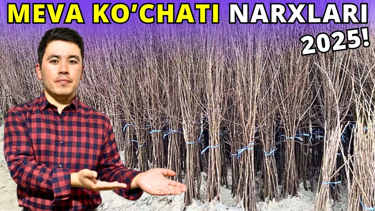 2025 OPTOM MEVA KO'CHATLARI NARXLARI - FARG'ONA / QUVA / DEHQONLARDAN