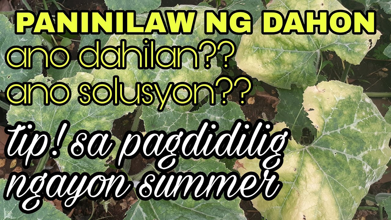 Dahilan at Solusyon sa Paninilaw ng Dahon sa inyong Halaman,, TIP! sa Pagdidilig ngayong Summer