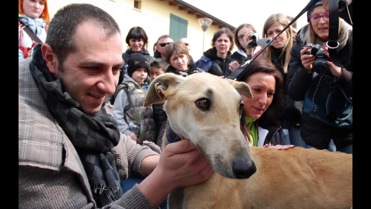 GACI-19 Galgos Rescue adopted-March 23/2013