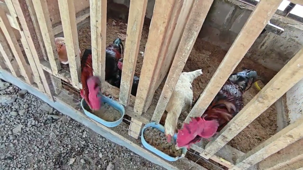NGASIH MAKAN AYAM LAGI DAN LAGI