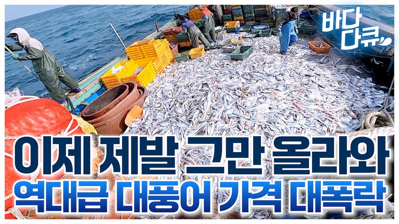 설마하고 올렸는데 또.. '헉' 산더미처럼 올라오는 비싼 물고기 결국 /40년 만에 대풍어에 가격까지 대폭락 / #바다다큐
