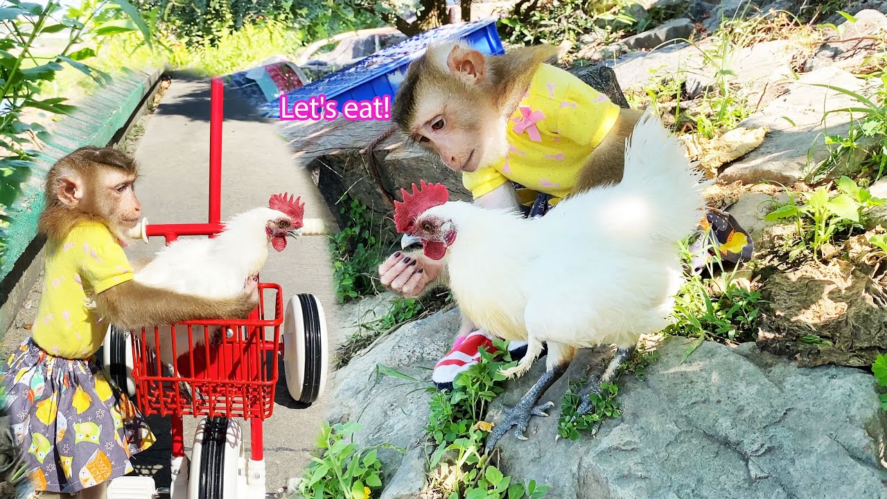 So lovely and happy! Monkey Lyly takes her chicks everywhere