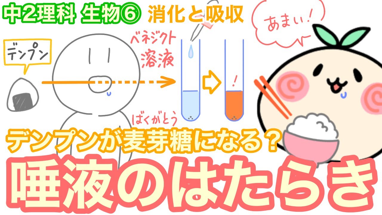 【中2理科b06】デンプンは何に？唾液のはたらき【消化のスタート！】