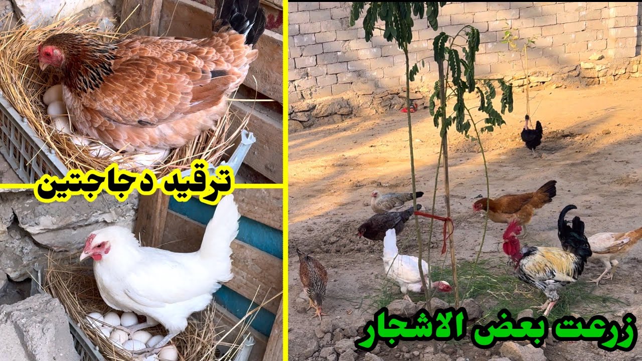 يوميات الدجاج🐓كركت دجاجتين + زرعت اشجار🌳عالجت شميس