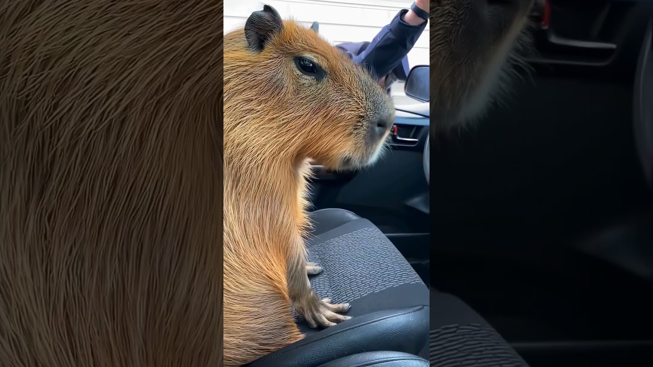 Capy goes to jail 😔 #capybara #capy