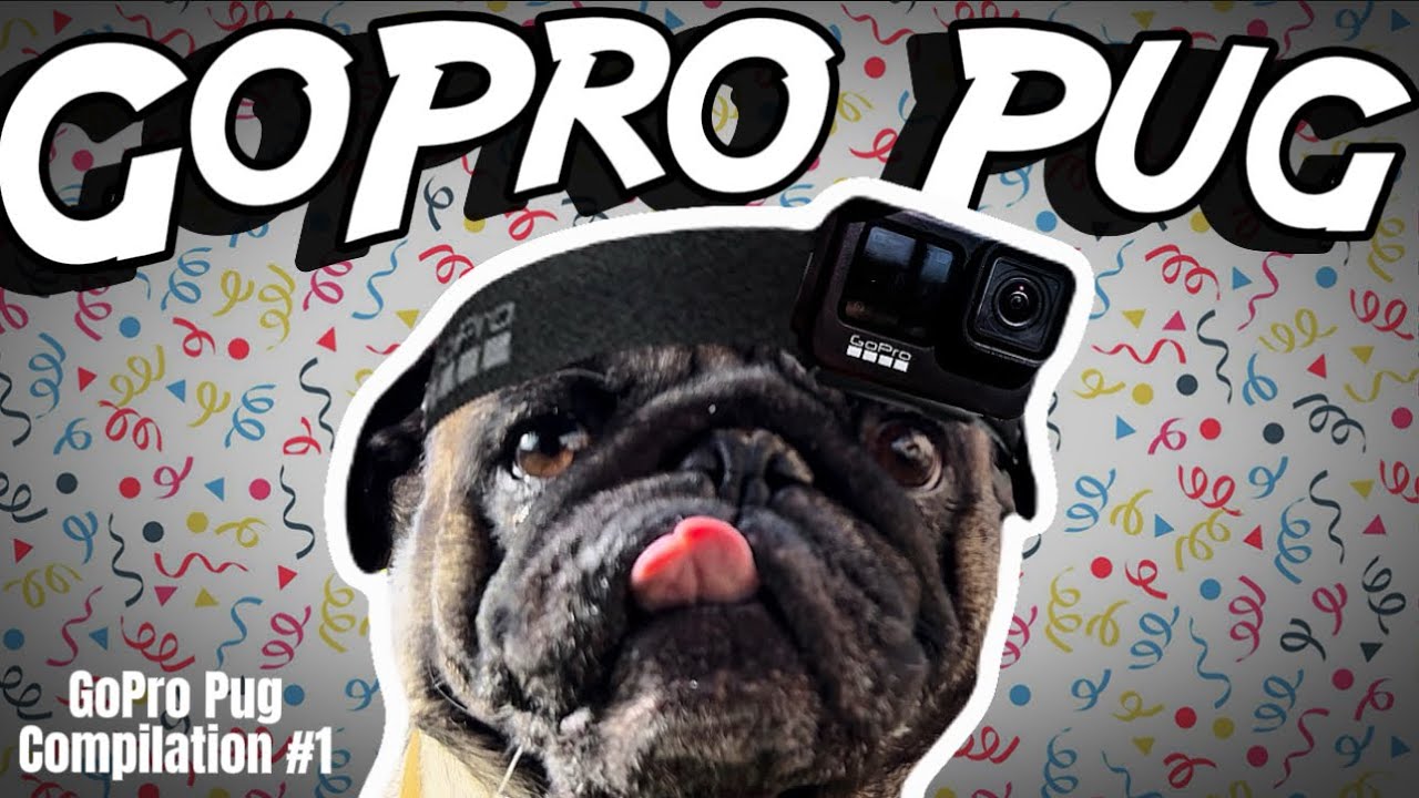 (POV) You Are a Pug! Cute Pug Compilation: GoPro Edition!