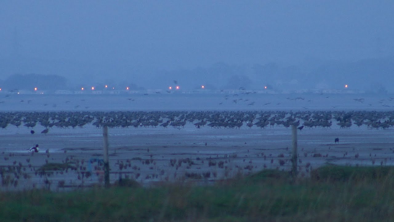 Pink-footed geese and the Wyre-Lune sanctuary