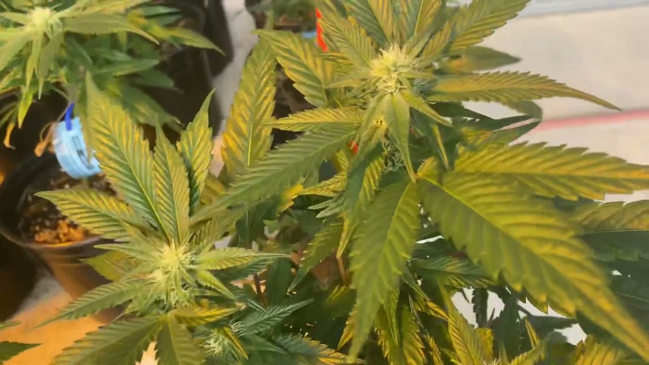 Bubba Kush End of Week 3