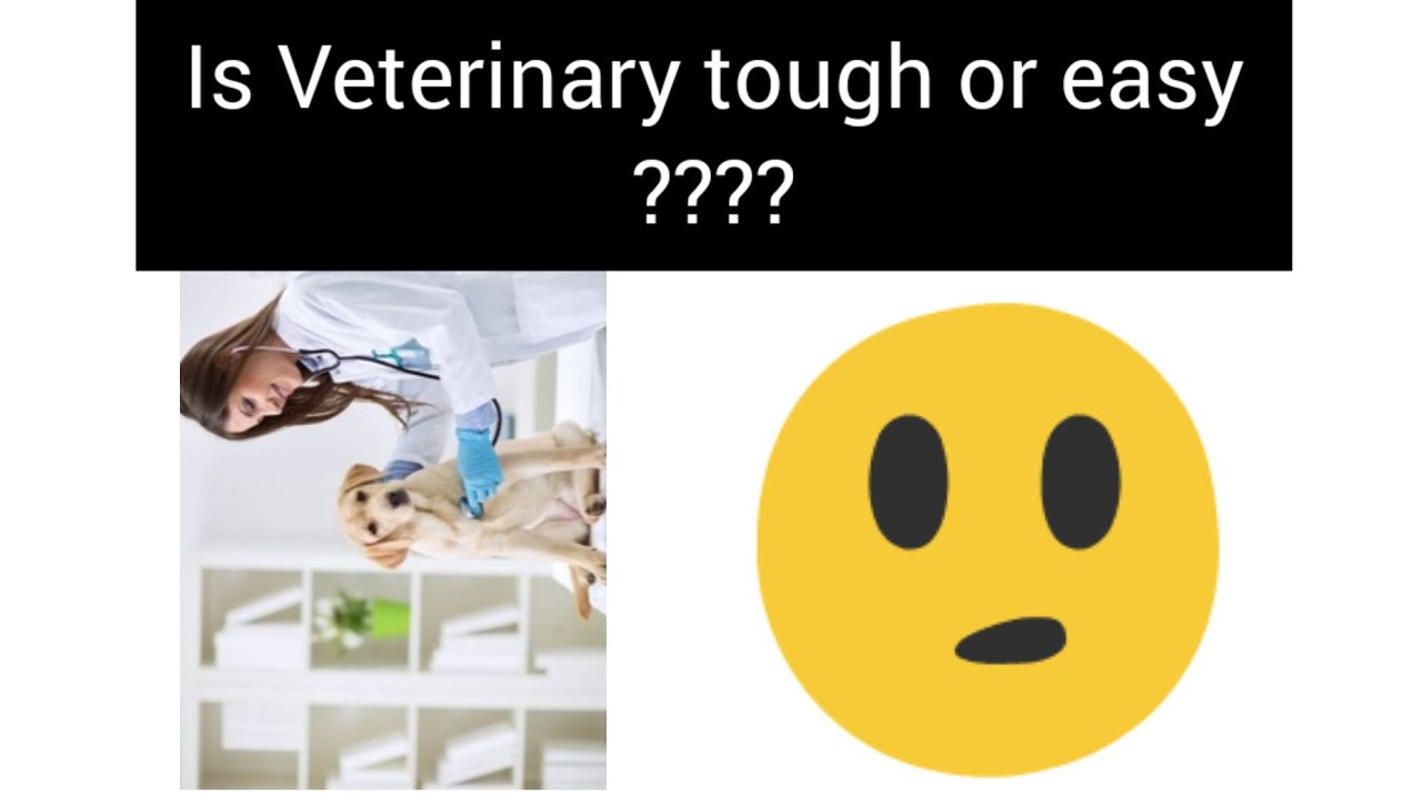 is Veterinary tough or easy