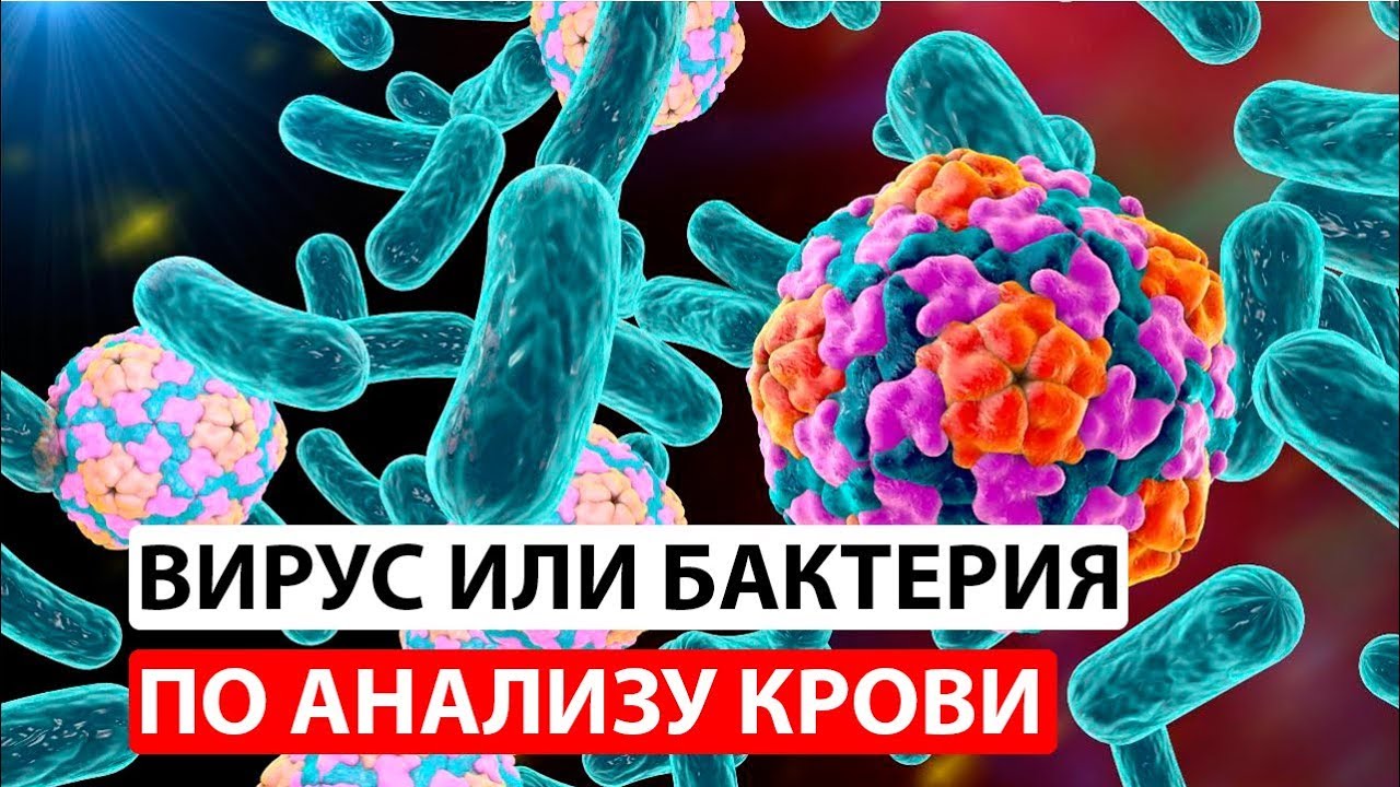 Вирусная или бактериальная инфекция по анализу крови