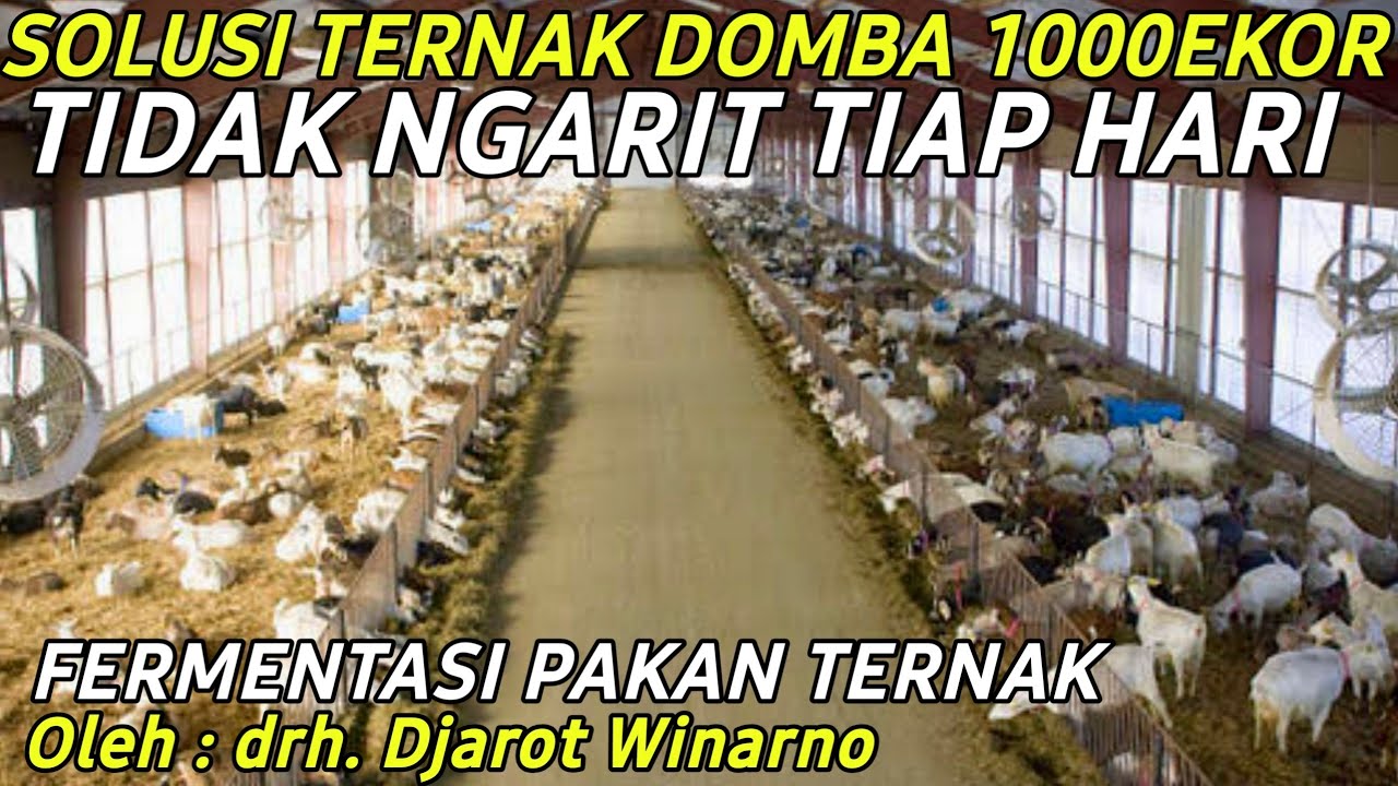 SUKSES BREEDING DOMBA 1000 EKOR PAKAN FERMENTASI TANPA NGARIT TIAP HARI | CERITA PETERNAK SUKSES