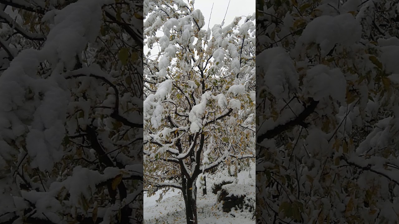 apple trees after snowfall