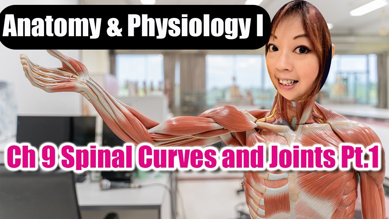 Ch 9 Spinal Curves and Joints Part 1