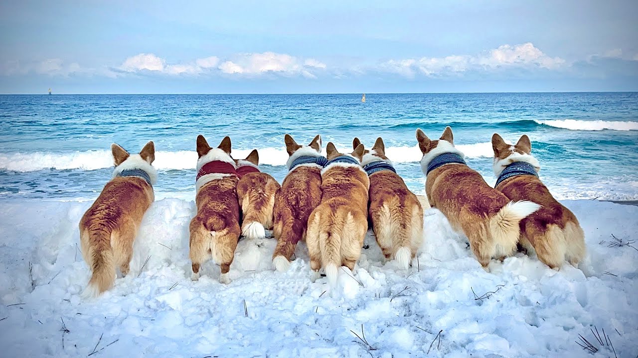 Что произойдет, когда мы отправимся в 8 Welsh Corgi и зимнее море?