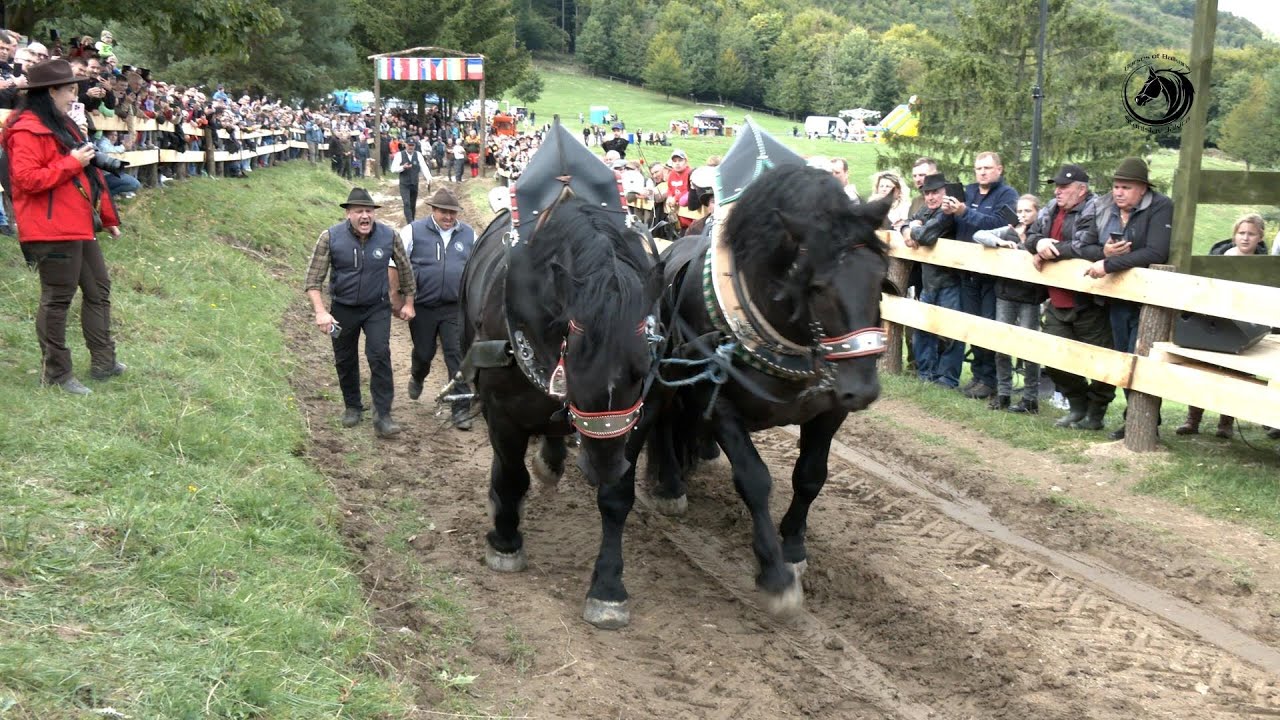 -  VRANCI IZ NJEMAČKE NAJJAČI KONJI EVROPE -