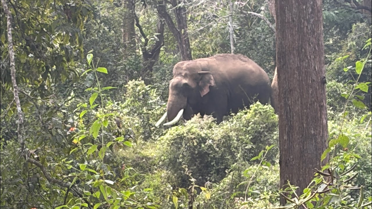 കാട്ടിലൂടെ ഒരു യാത്ര part-2#nature #forest #elephant 