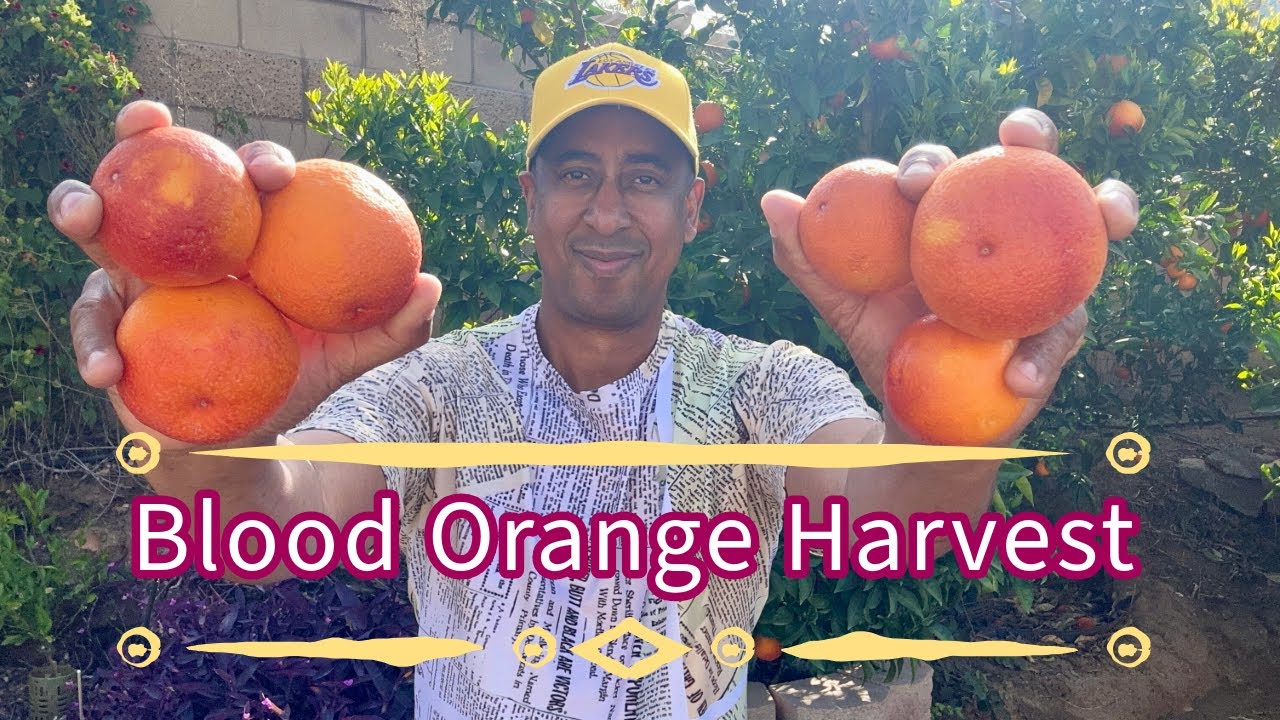 Blood Orange Harvest & Tasting