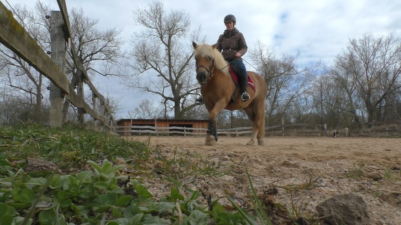 Online: Reitstunde-3 Reiten