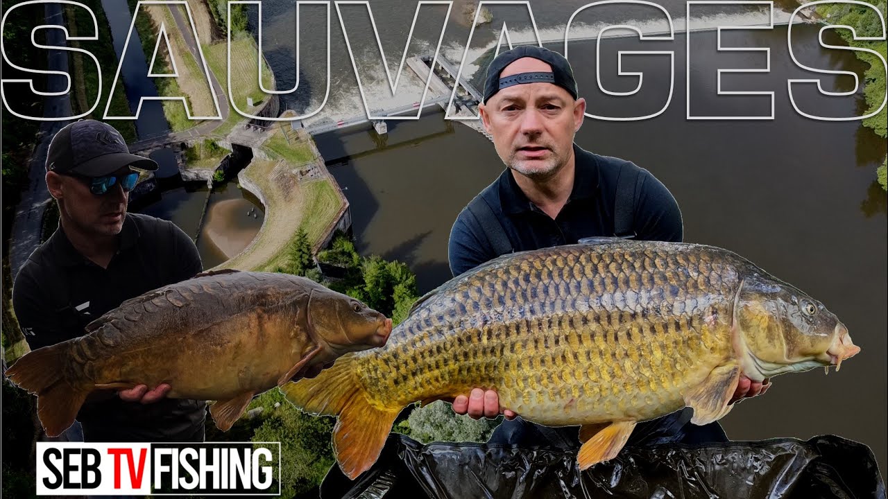 Ces carpes sauvages de l'Allier me mettent la misère | pêche au feeder en rivière.
