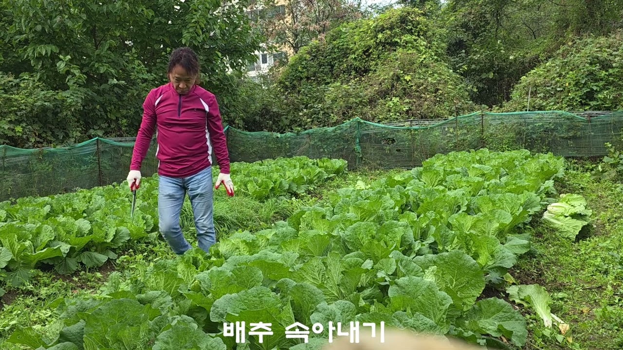 #가을배추 7주차 : 산새가 키우는 가을 배추 (살면서 하게 되는 일들) ♡^.~