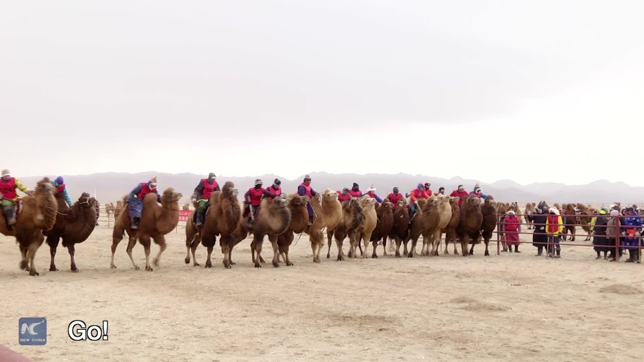 Inner Mongolians flock for fame and glory in camel races