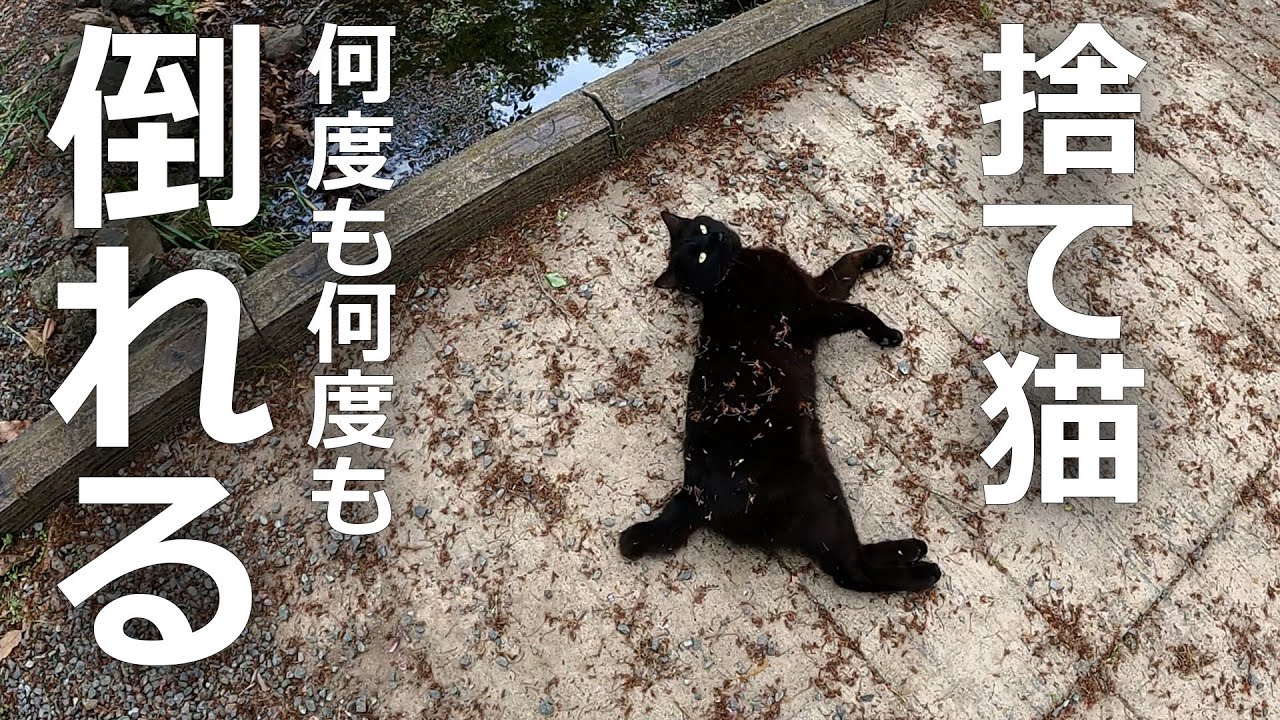 【捨て猫】寂しくて寂しくて付いてきた結果…