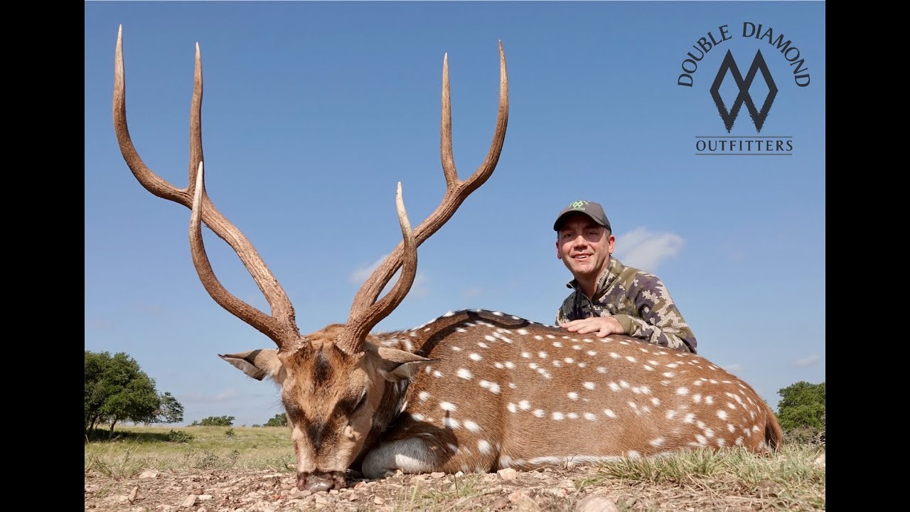 How to score an axis deer using SCI method 21-T