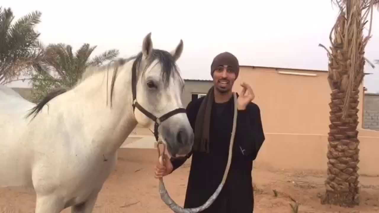 How to bridle your horse part two / تركيب الشكيمة على الحصان الجزء الثاني
