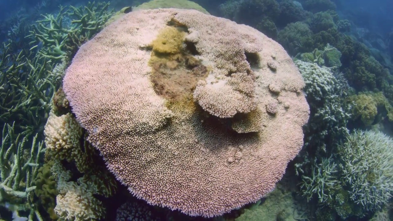 Can We Save the Reef? &ndash; Trailer