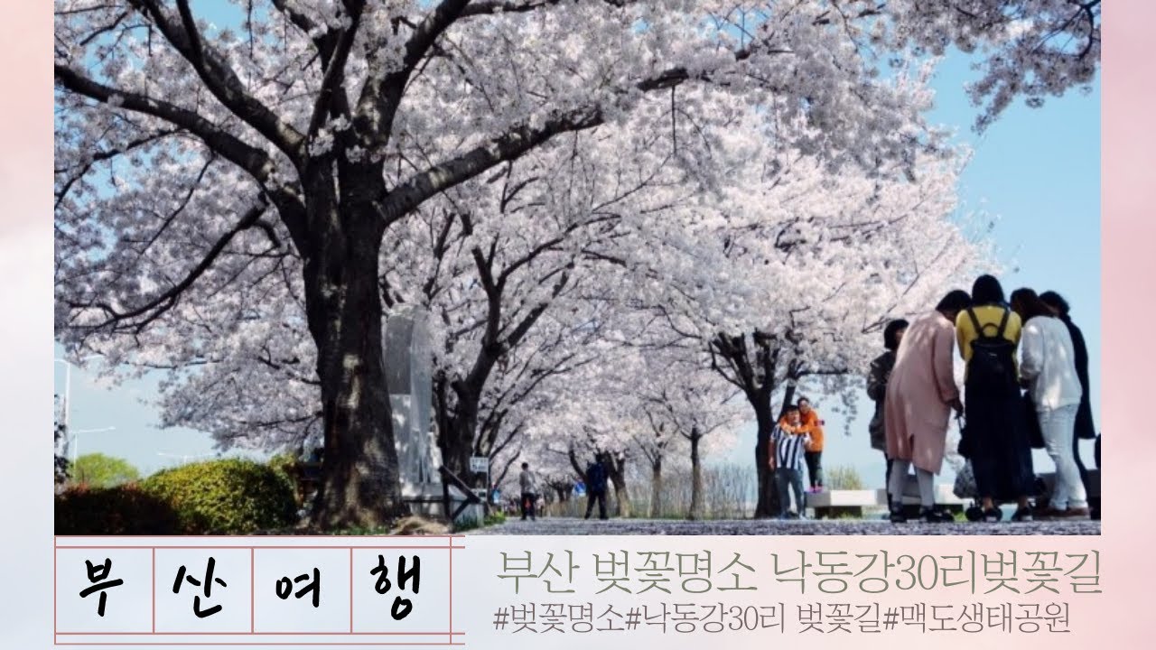 부산벚꽃명소: 낙동강30리벚꽃&삼락제방 벚꽃길