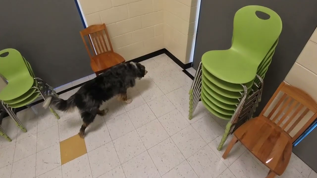 Murphy Works a Corner-Heavy Detective Search — AKC Scent Work
