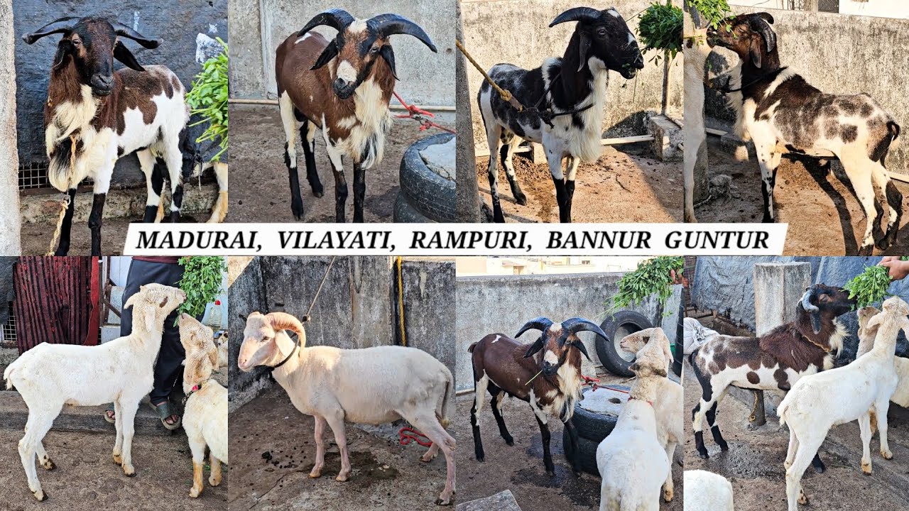 Madurai sheeps | vilayati menda | GUNTUR | bannur | rampuri sheeps | multiple breeds 